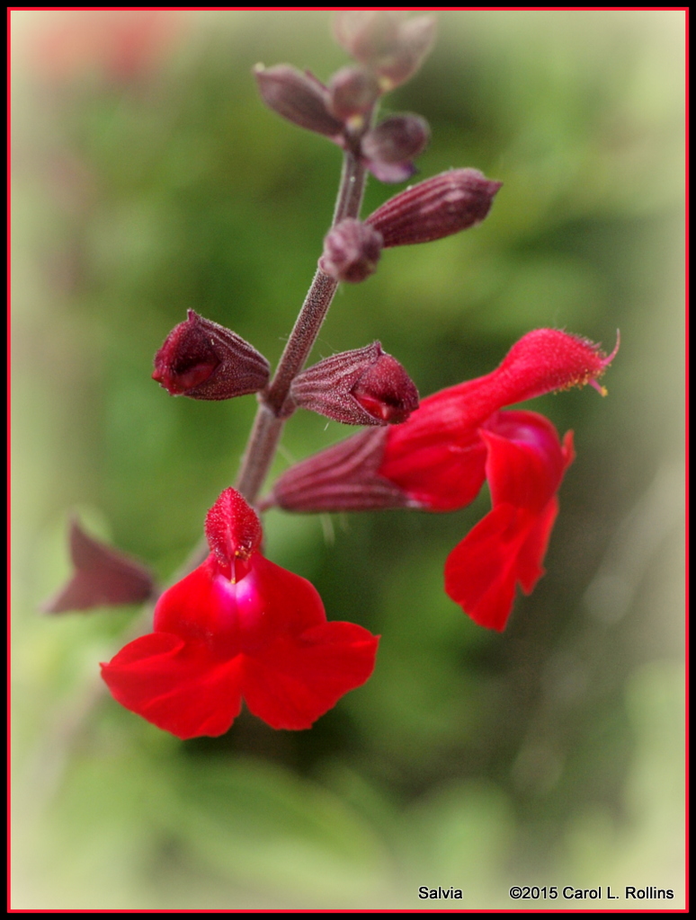 Salvia     P4031963