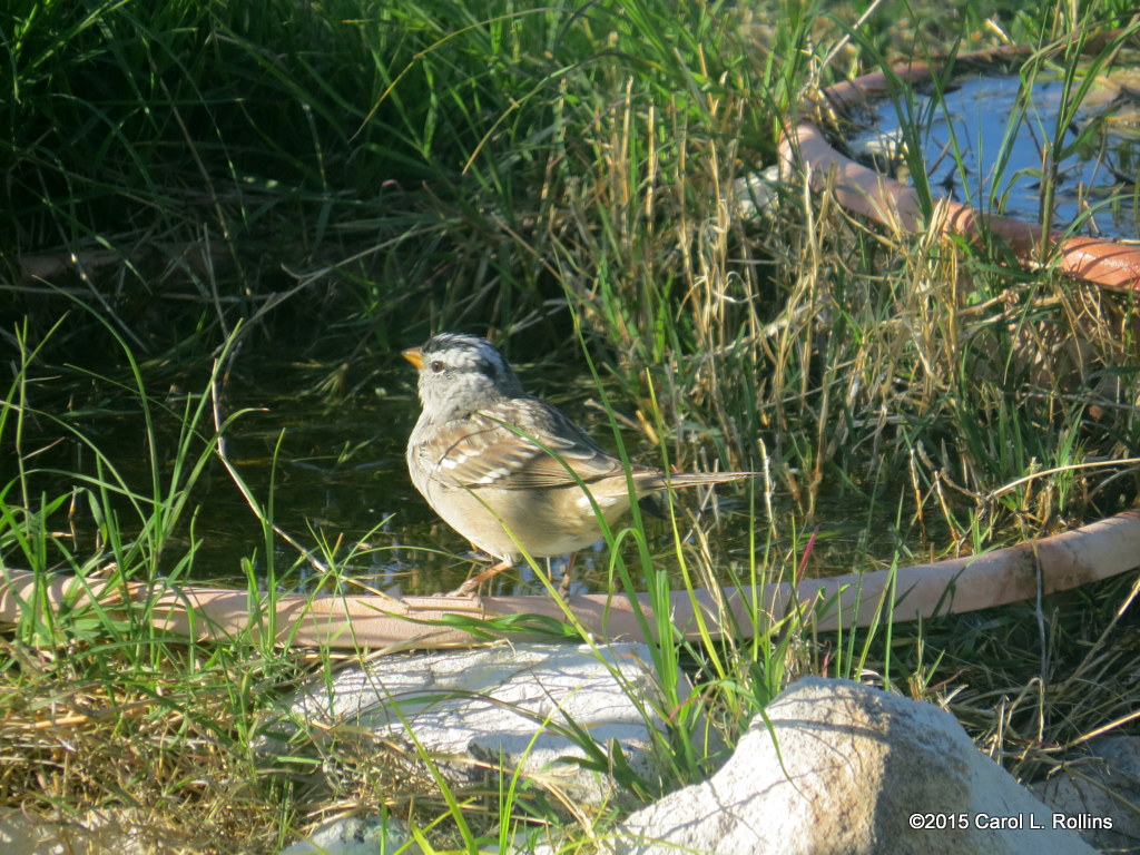 White-crowned Sparrow   0336