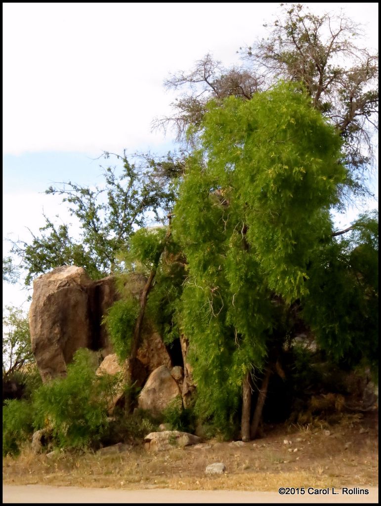 Trees and Rocks     IMG_1429