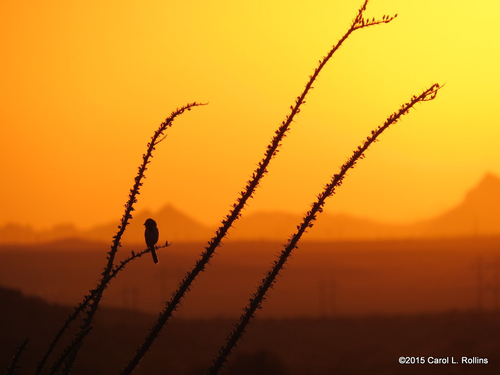 Ocotillo Sunset      1944