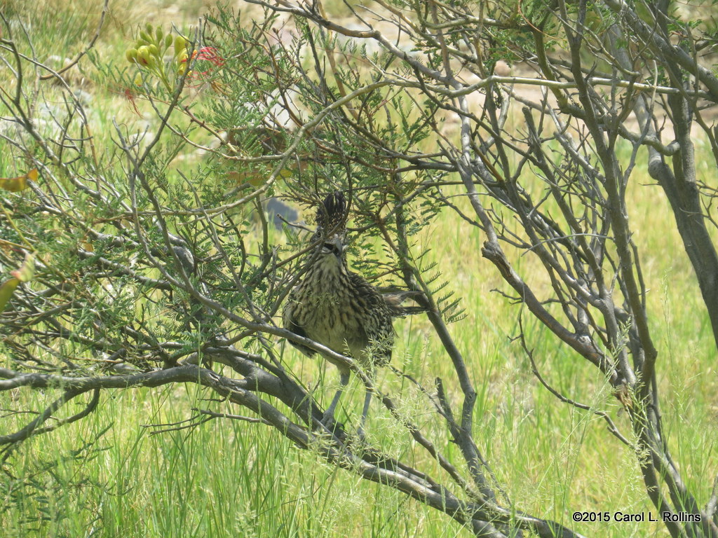 Greater Roadrunner     IMG_1993