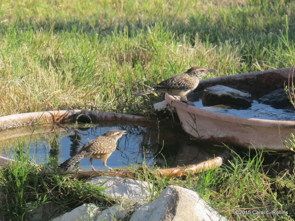 Cactus Wren      IMG_2205