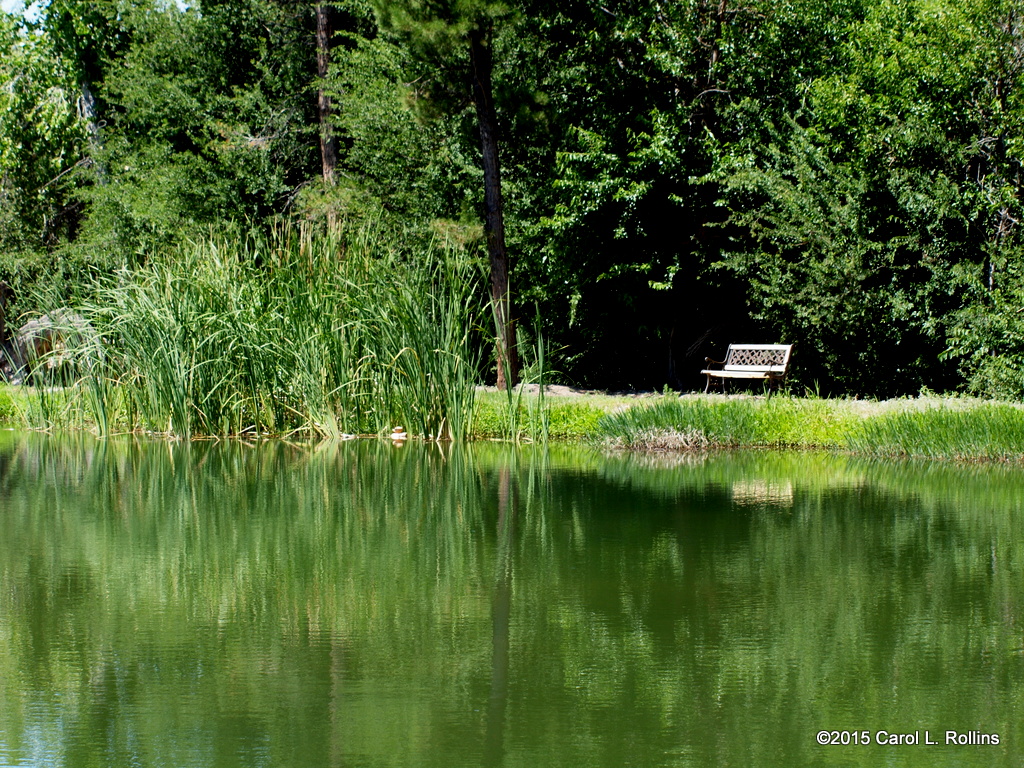 At The Wildlife Pond      P6142887
