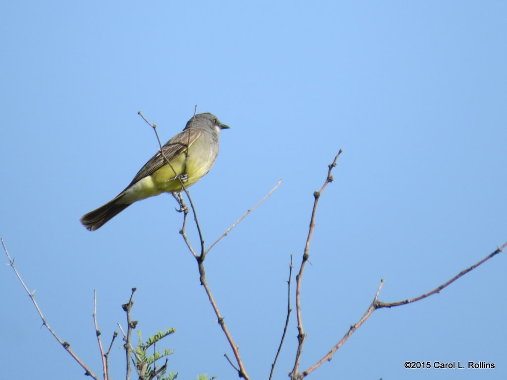 Kingbird    IMG_1824