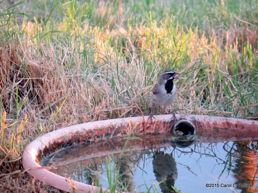 Black-throated Sparrow     IMG_2247
