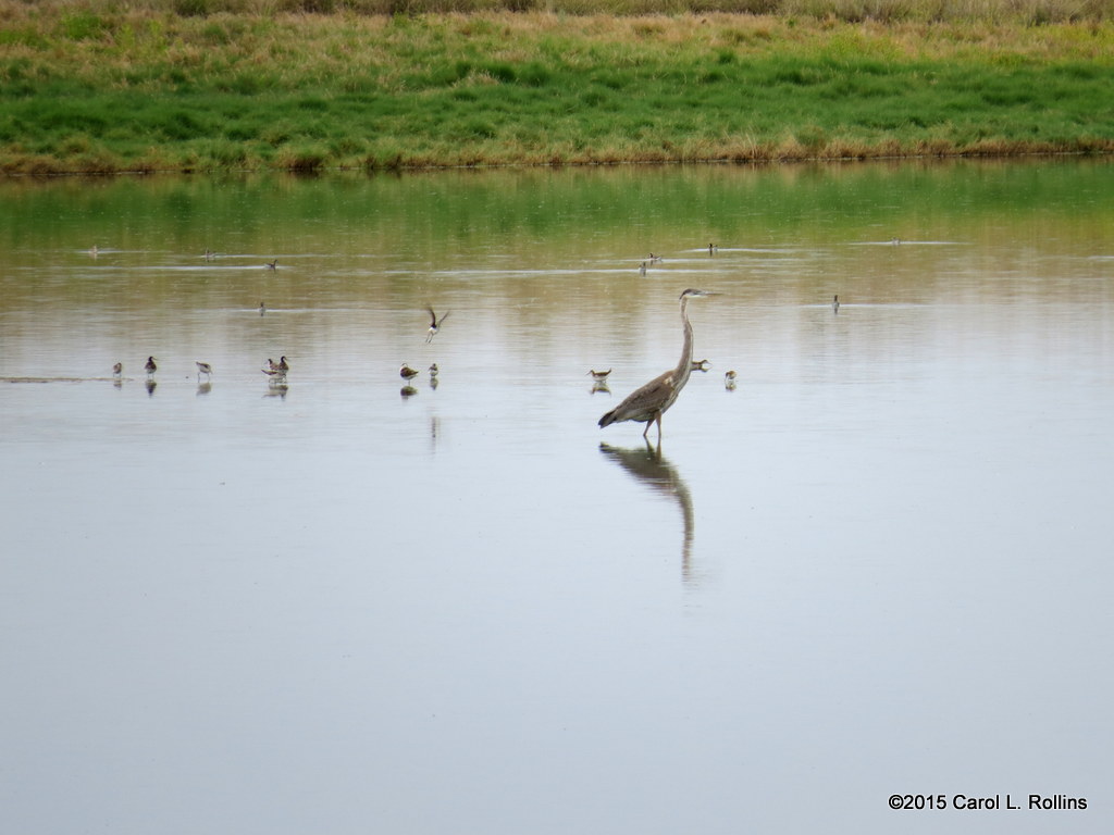 Variety  IMG_2423