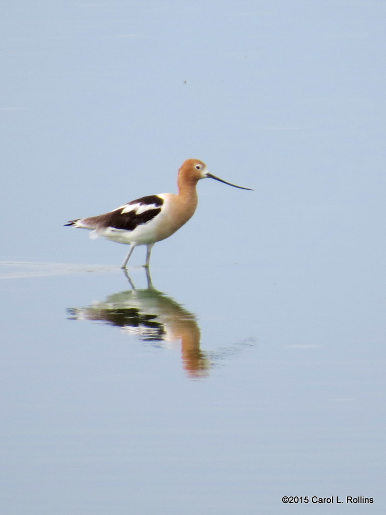 American Avocet     2448