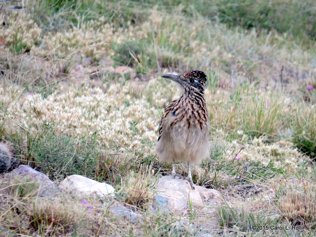 Greater Roadrunner     IMG_5118