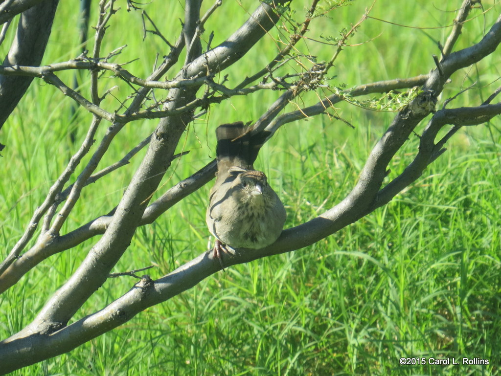 Canyon Towhee     IMG_4433