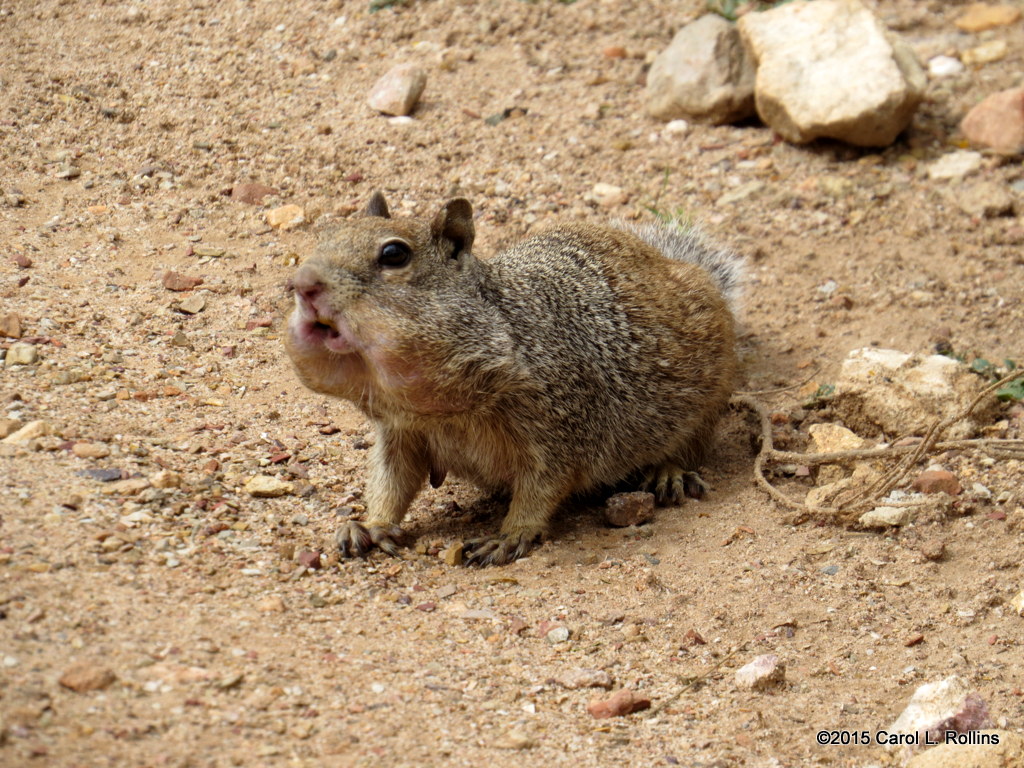 Rock Squirrel     IMG_4879