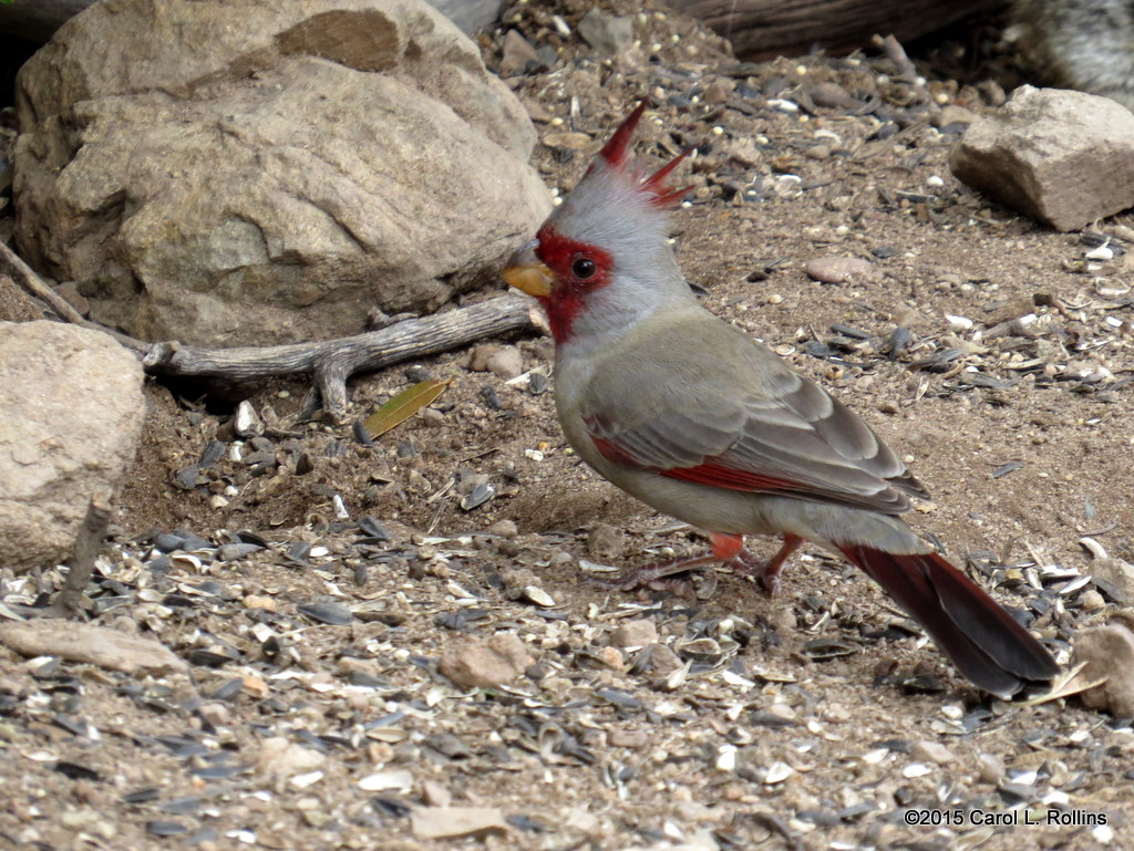 Pyrrhuloxia     IMG_4992