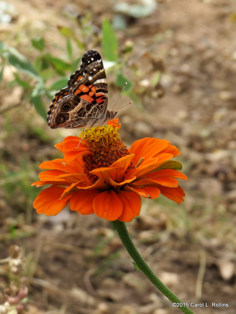 American Painted Lady     IMG_5388