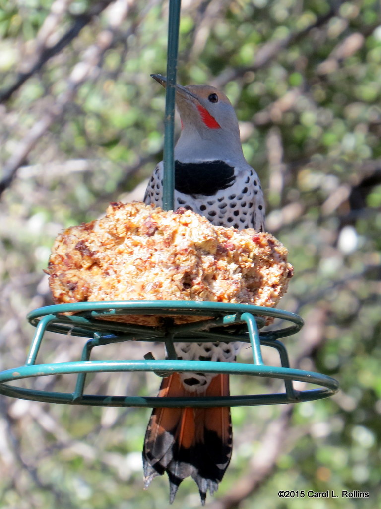 Red-shafted Northern Flicker      IMG_6276