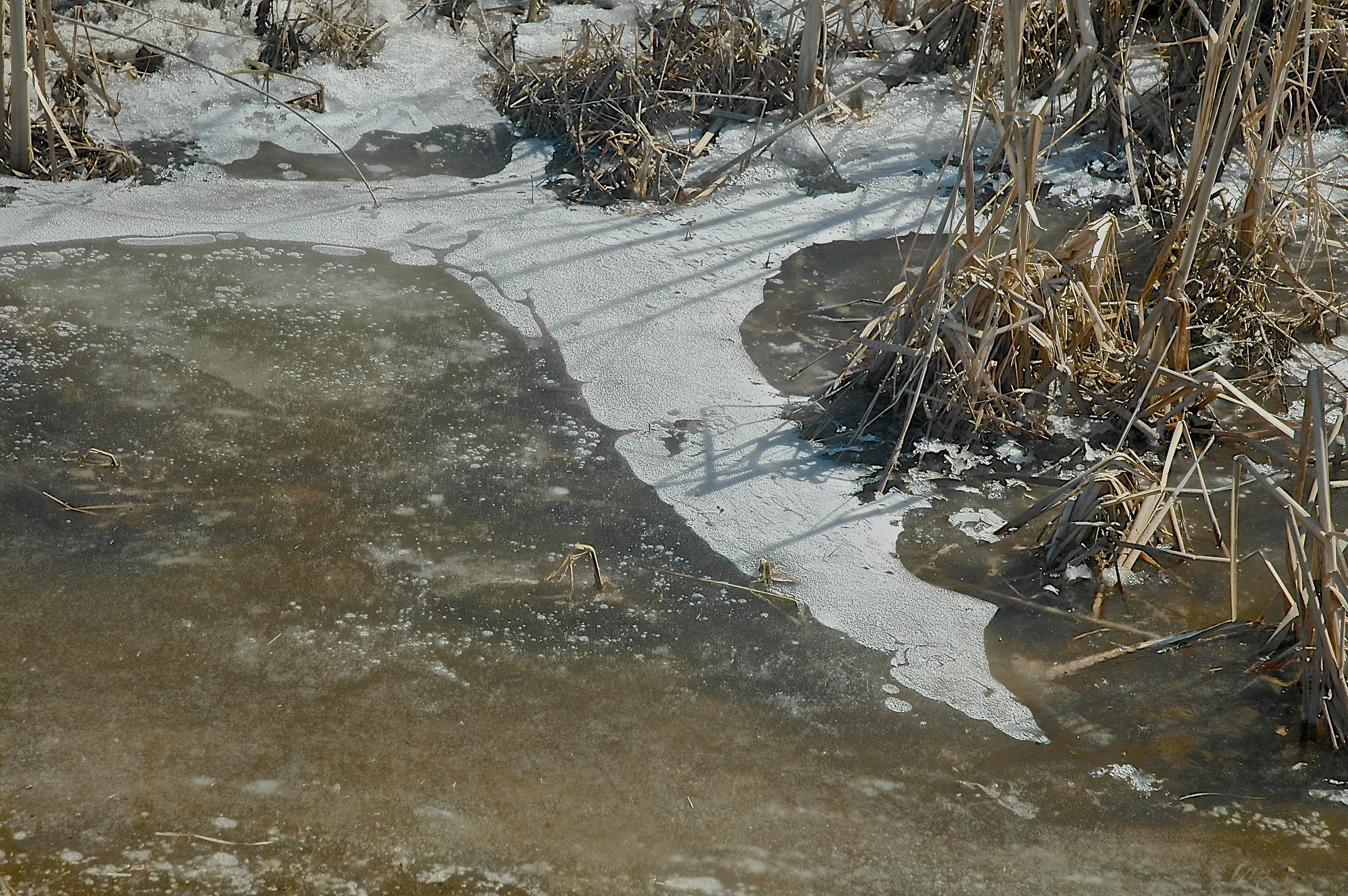 blade C-S SWAMP NEAR COVRD BRDG 0024.JPG