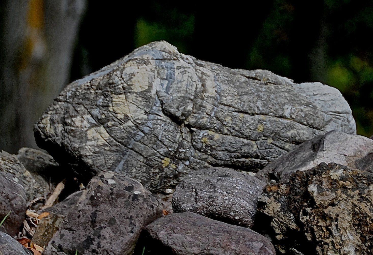 CORNWALL 2015-10-2 oink.JPG