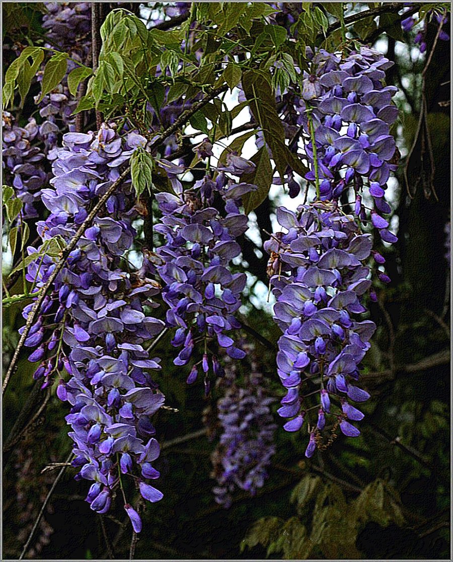 Westeria
