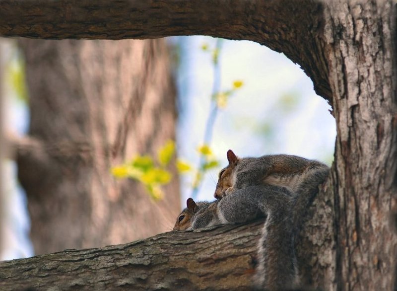 Afternoon Nap