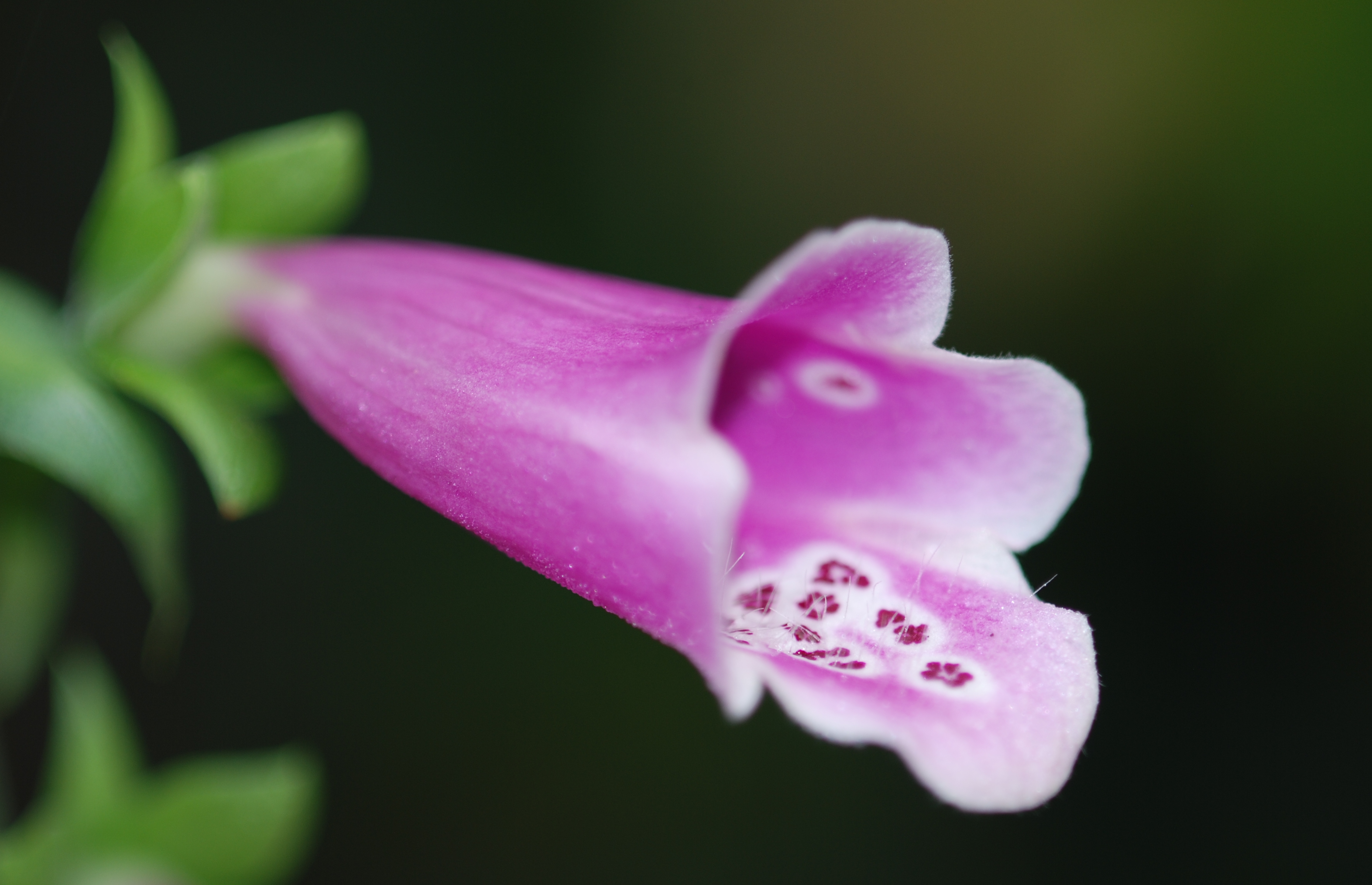 Foxglove 3