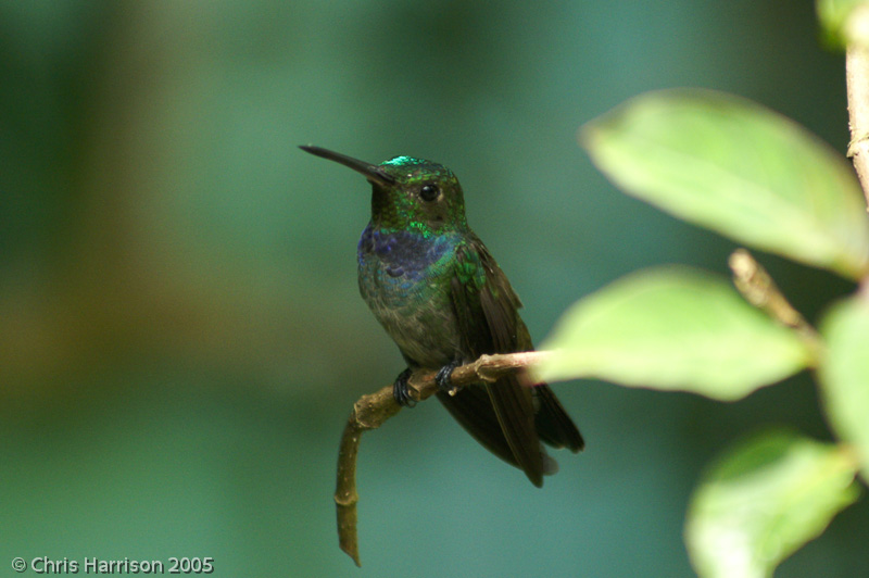 Blue-chested Hummingbird