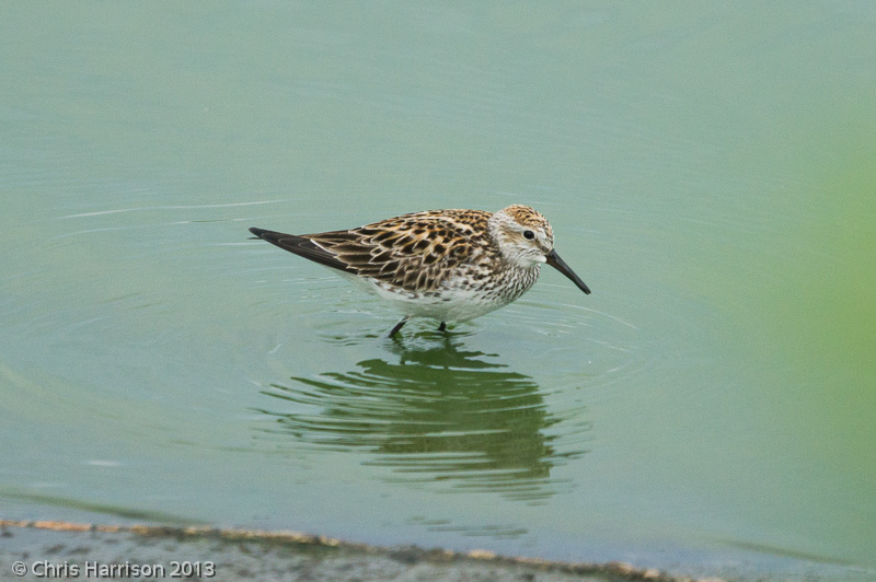 White-rumped_Sandpiper_08862.jpg