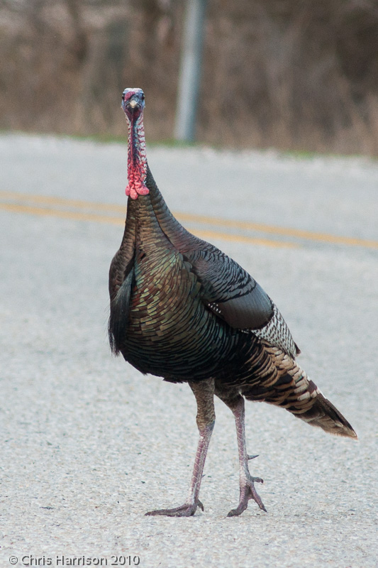Wild Turkey