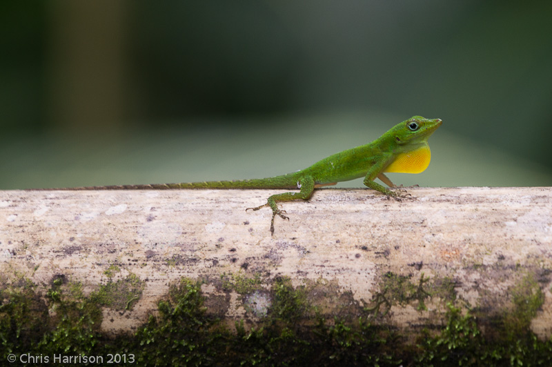 <i>Anolis evermanni</i><br>Emerald Anole