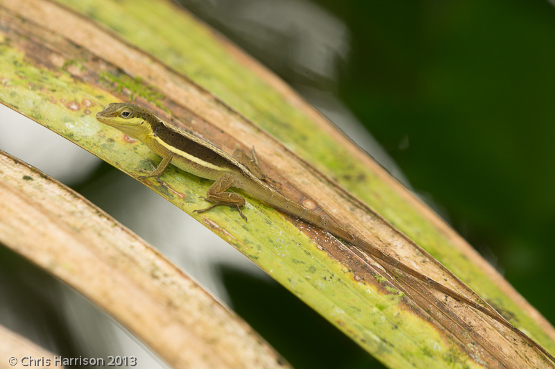 <i>Anolis krugi</i><br>Montane Grass Anole