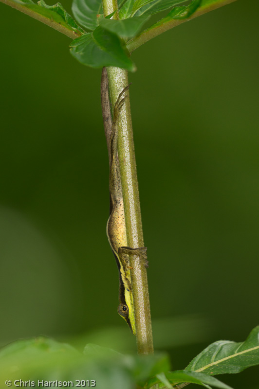 <i>Anolis krugi</i><br>Montane Grass Anole