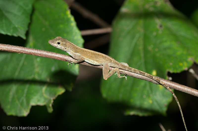<i>Anolis pulchellus</i><br>Puerto Rican Bush Anole