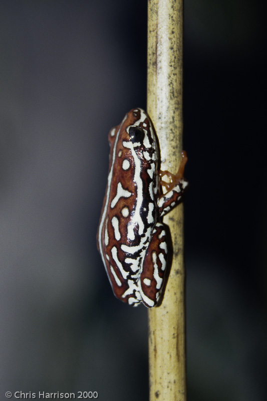 <i>Hyperolius parallelus</i><br>Angolan Reed Frog