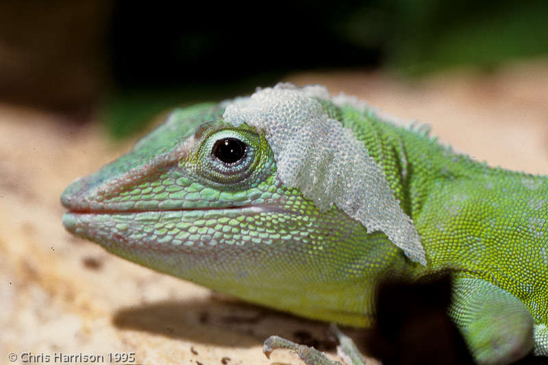 <i>Anolis garmani</i><br>Jamaican Giant Anole