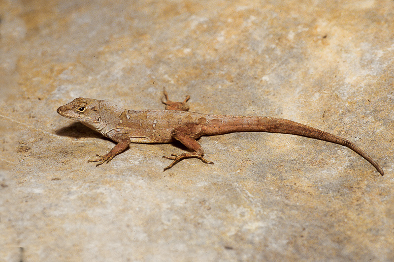 <i>Anolis sagrei</i><br>Brown Anole