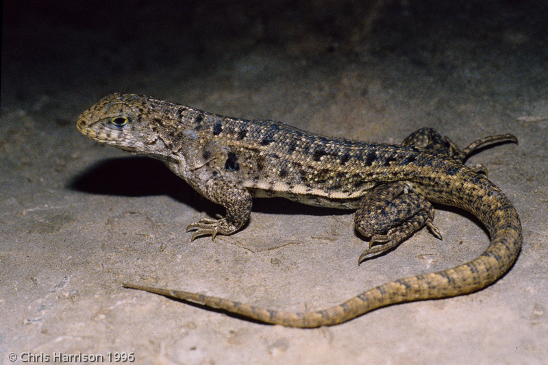 <i>Leiocephalus</i> species