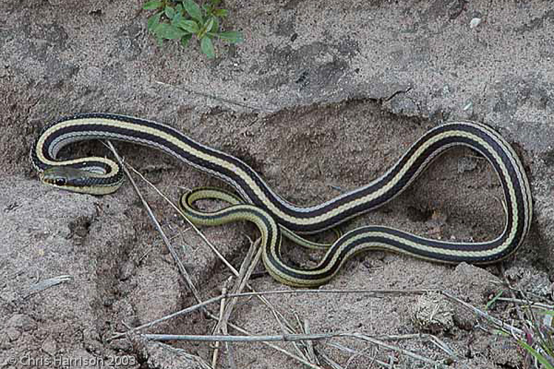 <i>Salvadora lineata</i><br>Texas Patchnosed Snake