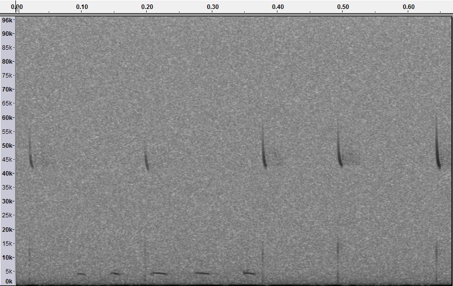 bat_call.JPG
