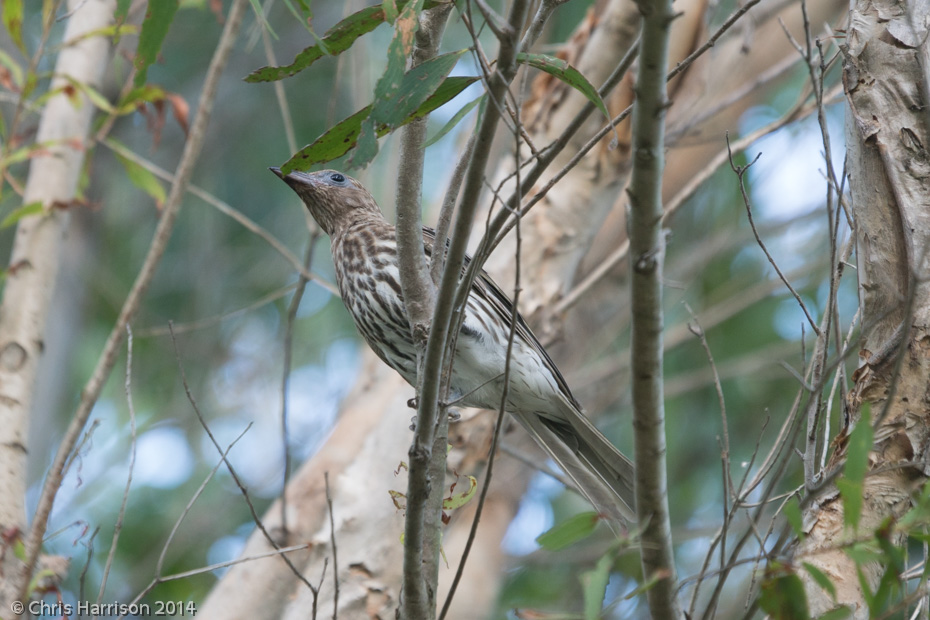 Australian Figbird