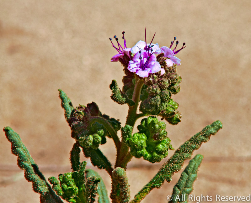 Scorpion Weed