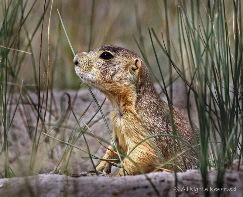 Whos There?