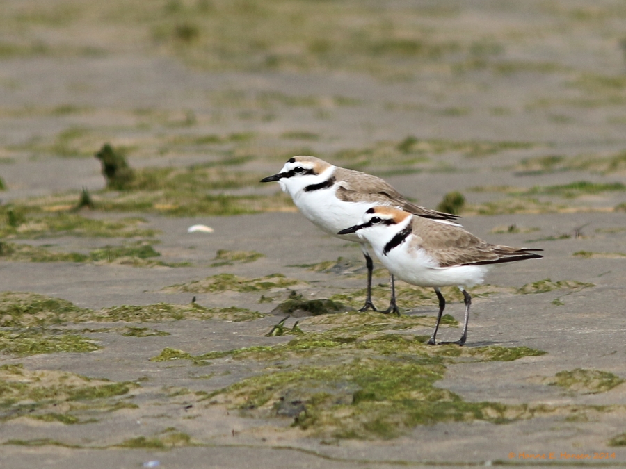 Hvidbrystet Præstekrave (Charadrius alexandrinus)