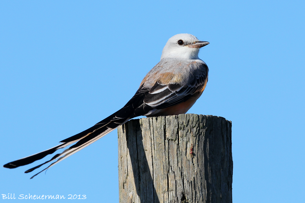 Scissor-tailed Flycatcher