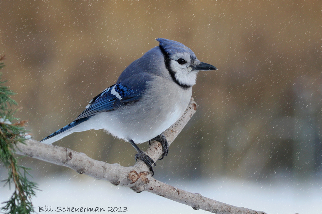 Blue Jay