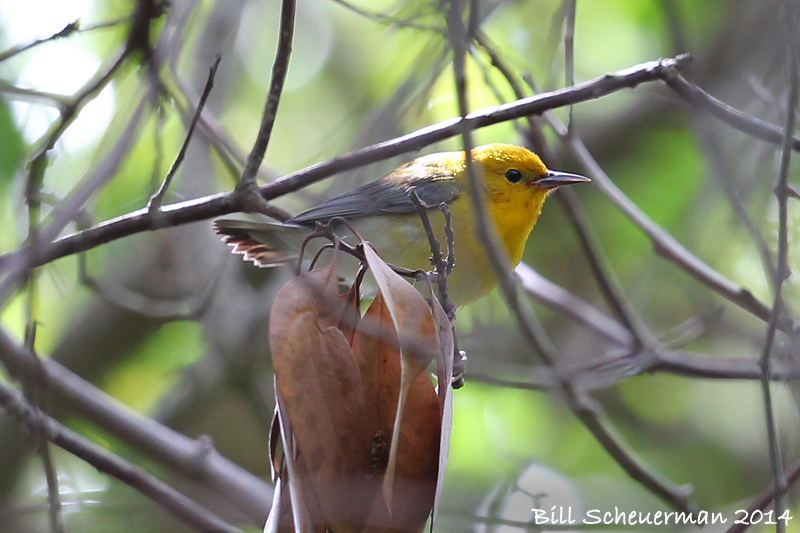 Prothonotary Warbler