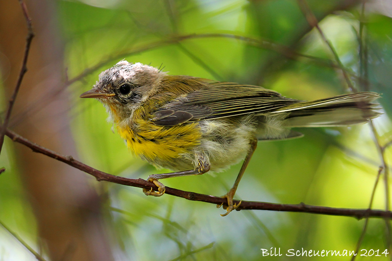 Prairie Warbler, young