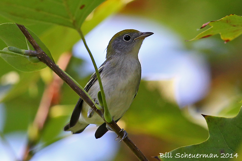 Chestnut-sided Warbler