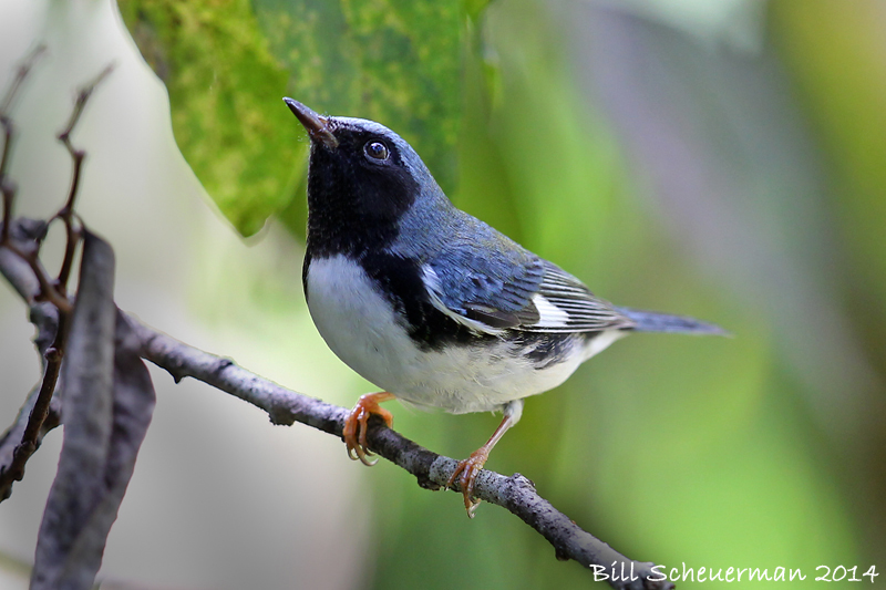 Black-throated Blue Warbler