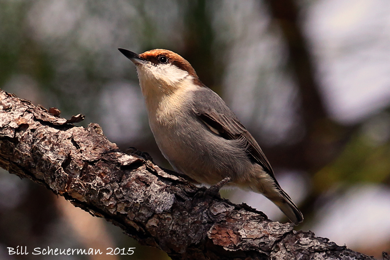 Brown-headed Nuthatch 