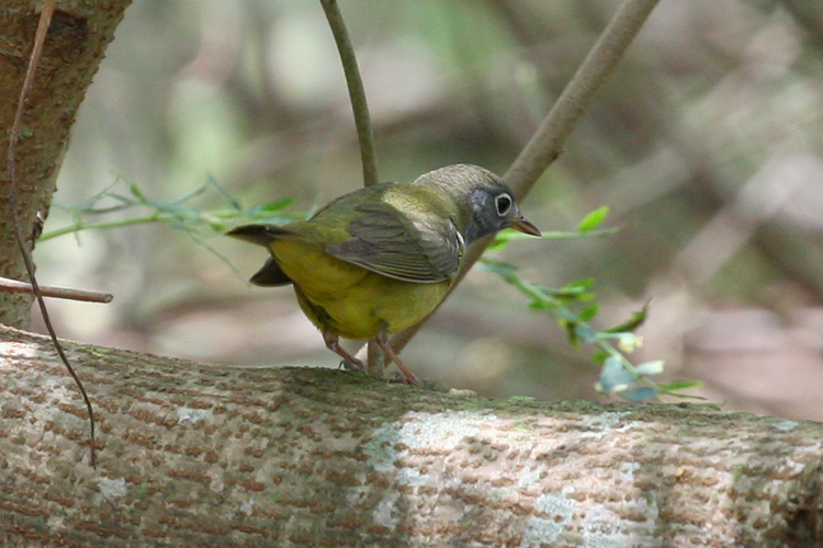 Connecticut Warbler