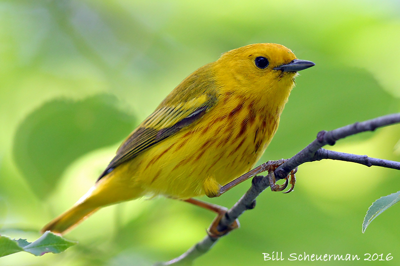 Yellow Warbler