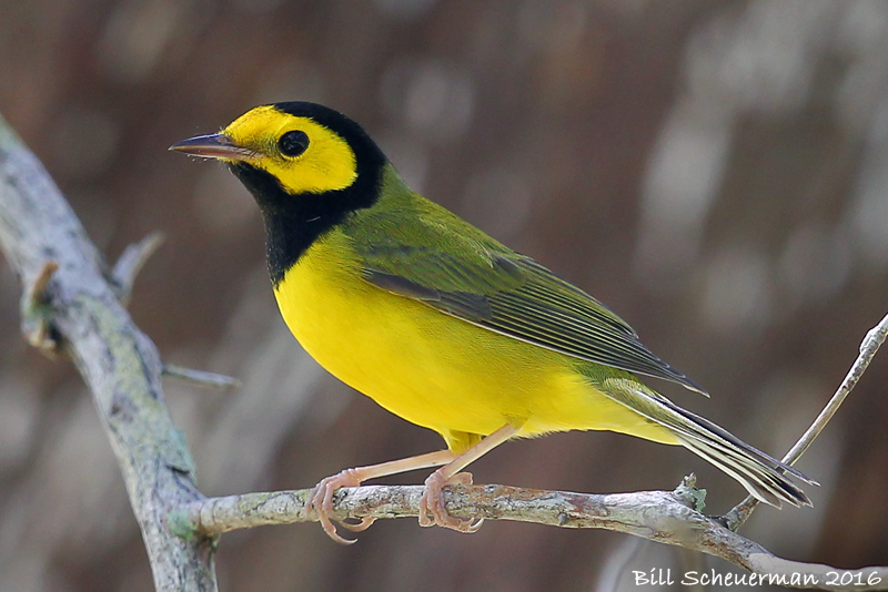 Hooded Warbler