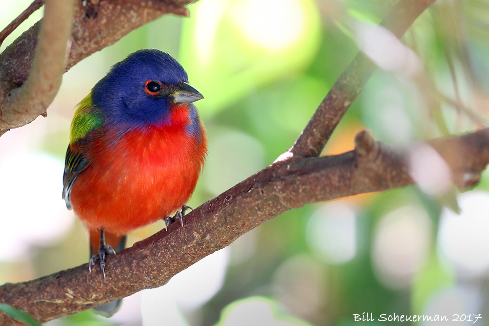 Painted Bunting